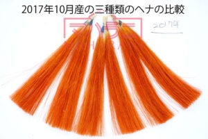 マハラニヘナ選定中