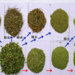 ヘナ不純物除去工程