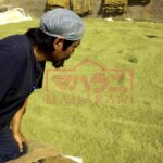 ヘナの葉の天日干し