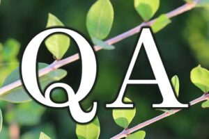 QA