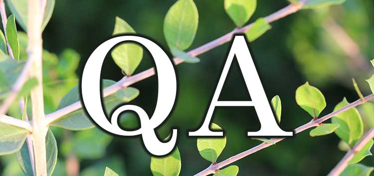 QA