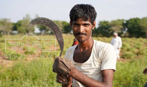 ヘナを刈るというお仕事
