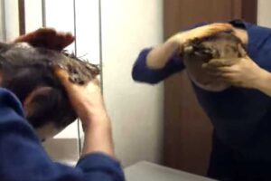 マハラニヘナ開発者の一人ヘナ