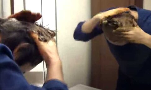 マハラニヘナ開発者の一人ヘナ
