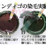 インディゴの染毛実験