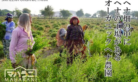 ヘナ畑の中にヘナの工場があるオーガニック農園