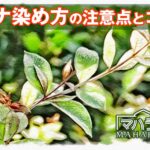 ヘナ染め方の注意点とコツ