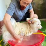 犬のハーブシャンプー