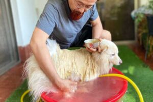 犬のハーブシャンプー
