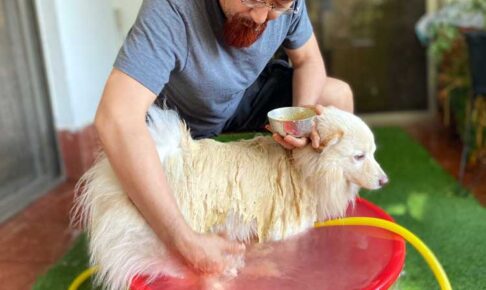 犬のハーブシャンプー