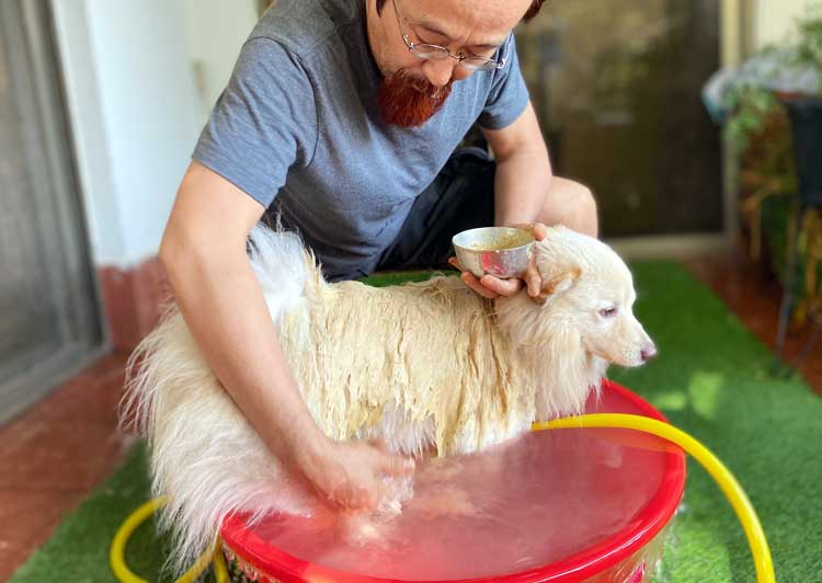 犬のハーブシャンプー