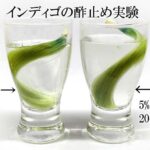 インディゴの酢止め実験