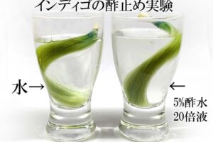 インディゴの酢止め実験
