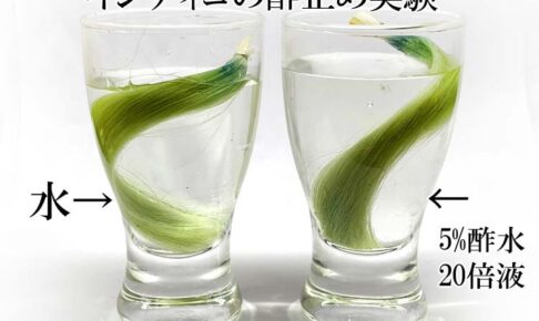 インディゴの酢止め実験