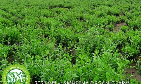 smheenaオーガニック ヘナ農園