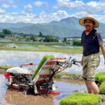 御田植