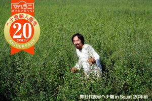 まは　ヘナ畑にて