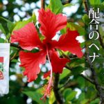 カラートリートメント花ブレンド