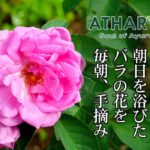 無農薬栽培ローズ花弁粉末 ローザセンティフォリア
