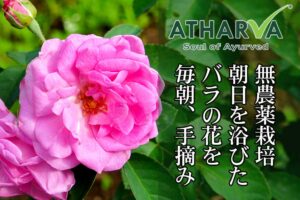 無農薬栽培ローズ花弁粉末 ローザセンティフォリア