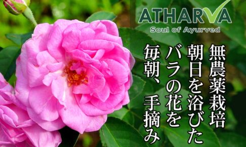 無農薬栽培ローズ花弁粉末 ローザセンティフォリア