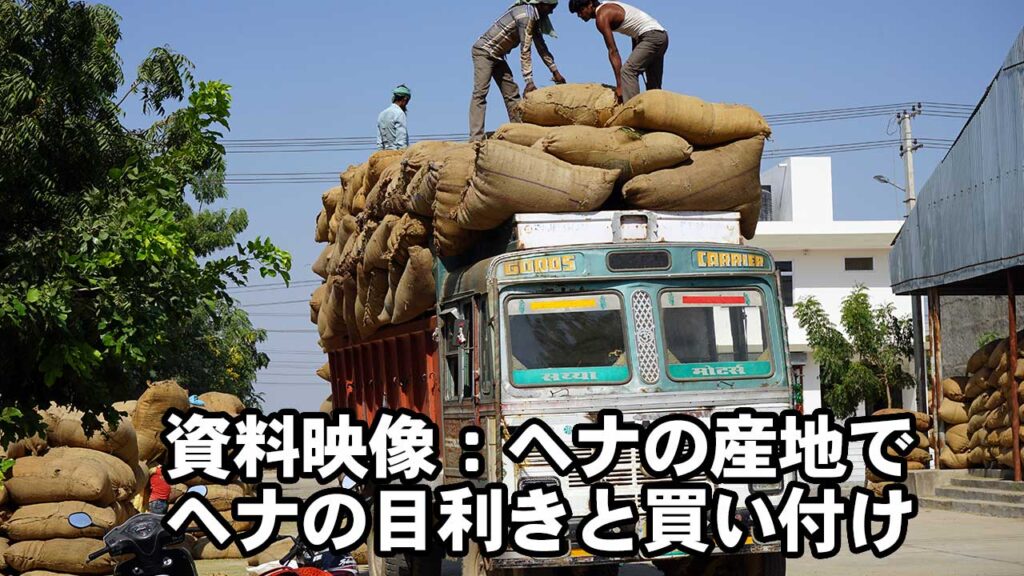 ヘナの産地でヘナの目利きと買い付け