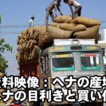 ヘナの産地でヘナの目利きと買い付け