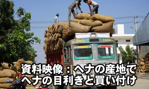 ヘナの産地でヘナの目利きと買い付け