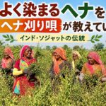 よく染まるヘナをヘナ刈り唄が教えている！